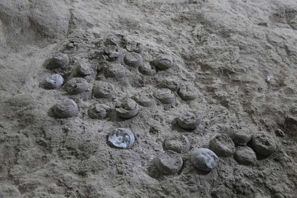 约8600万年前的恐龙蛋有了“出生证明”